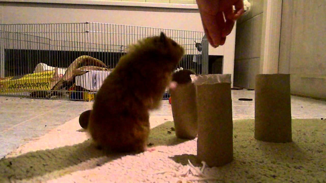 Guldhamster välter 9 toarullar