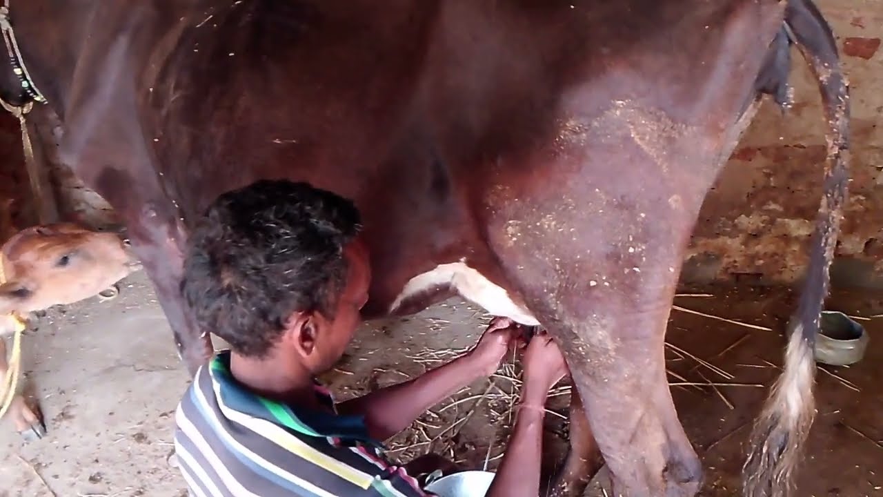 World Fastest Cow Milk Man Narayan Yadav G | #yadav #cow #milk