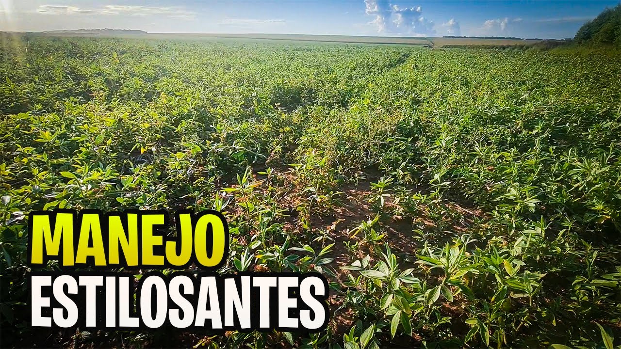 COMO É FEITO O MANEJO DO ESTILOSANTES