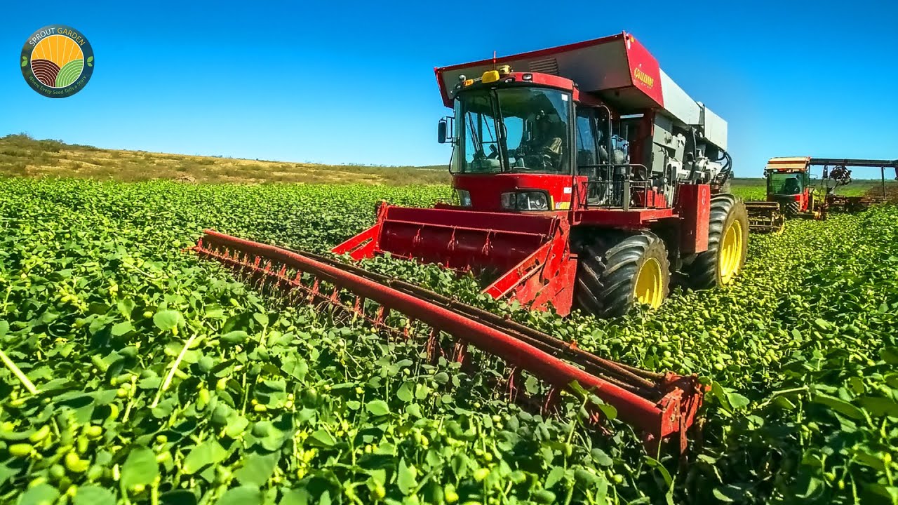 How Farmers Harvest Tons of Navy Beans and Red Kidney Beans by Machine | Farming Documentary