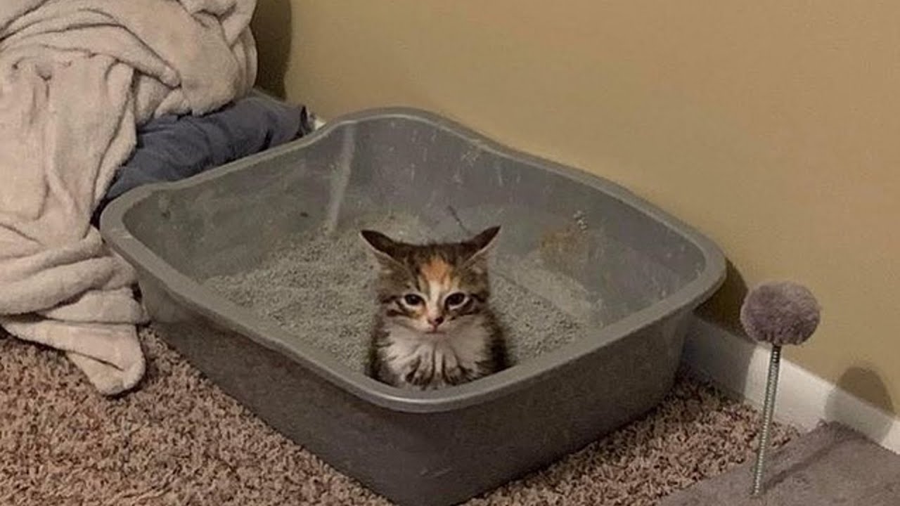Try Not To Laugh 🤣 New Funny Cats Video 😹  Part 1