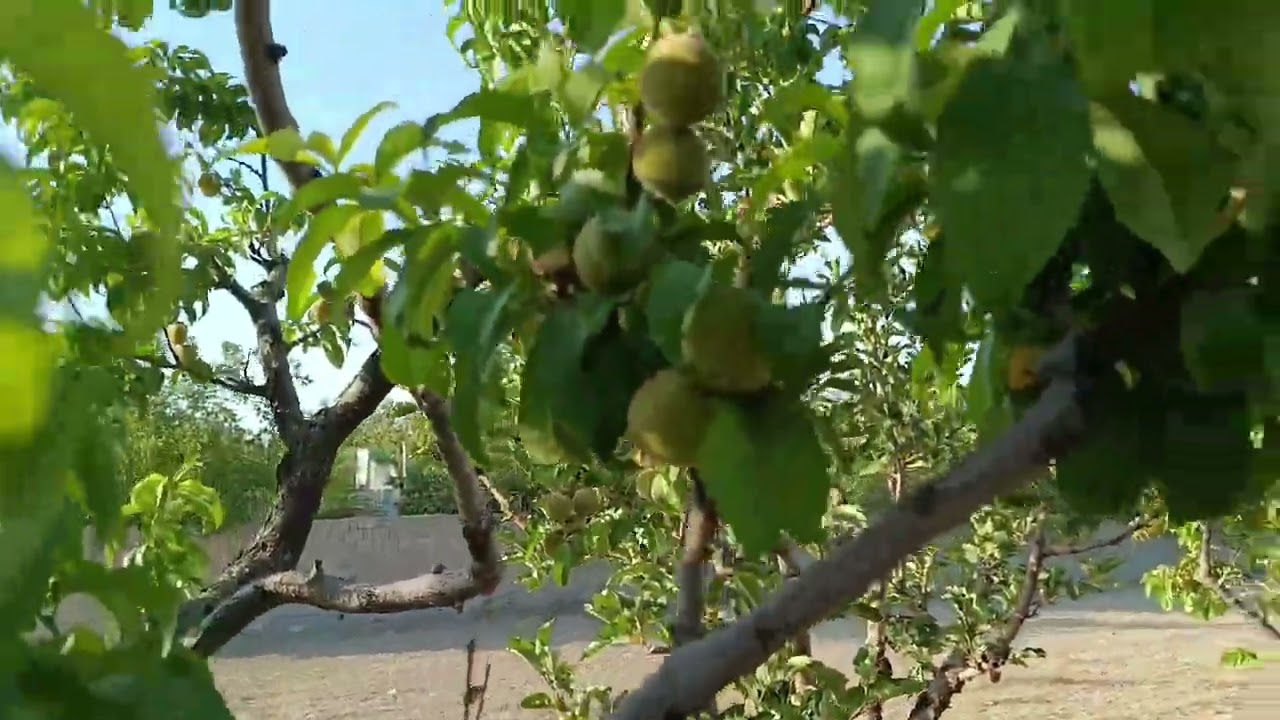 رفتیم  در مزرعه 🌻 آفتاب 🌻گردان 