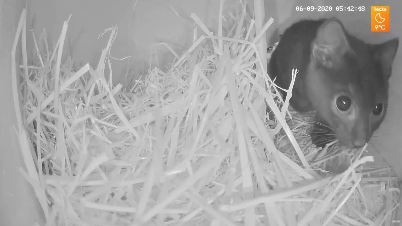 Highlights Today (cats, pheasants, hedgehogs) Recke, Germany - Sept. 2020