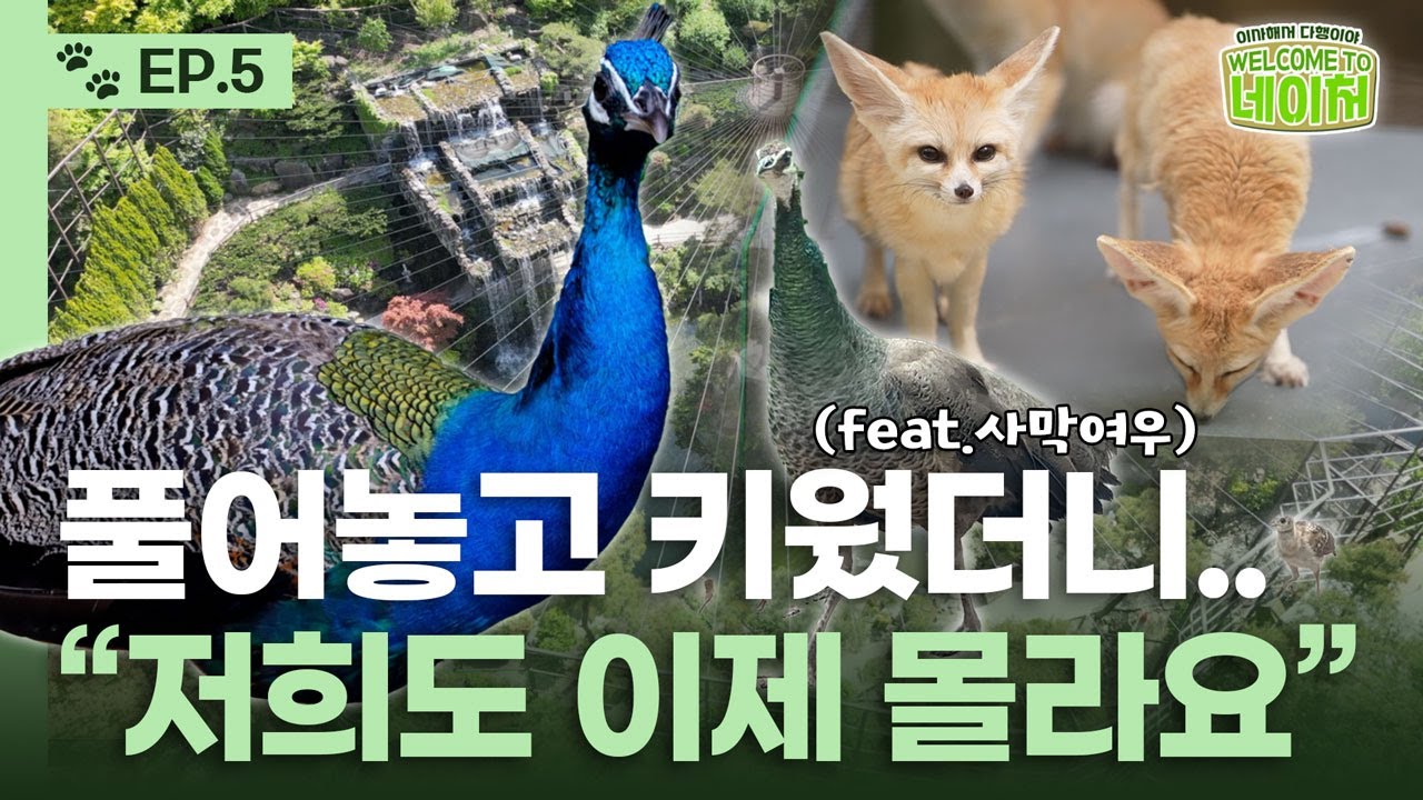 동물원이 공작을 풀어놓으면 생기는 일 🦚ㅣ웰컴투네이처ㅣEP.5