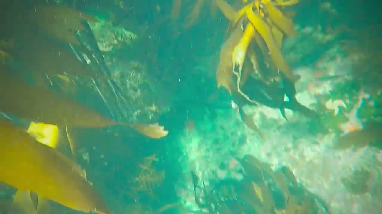 Snorkling False Bay Kelp Forest