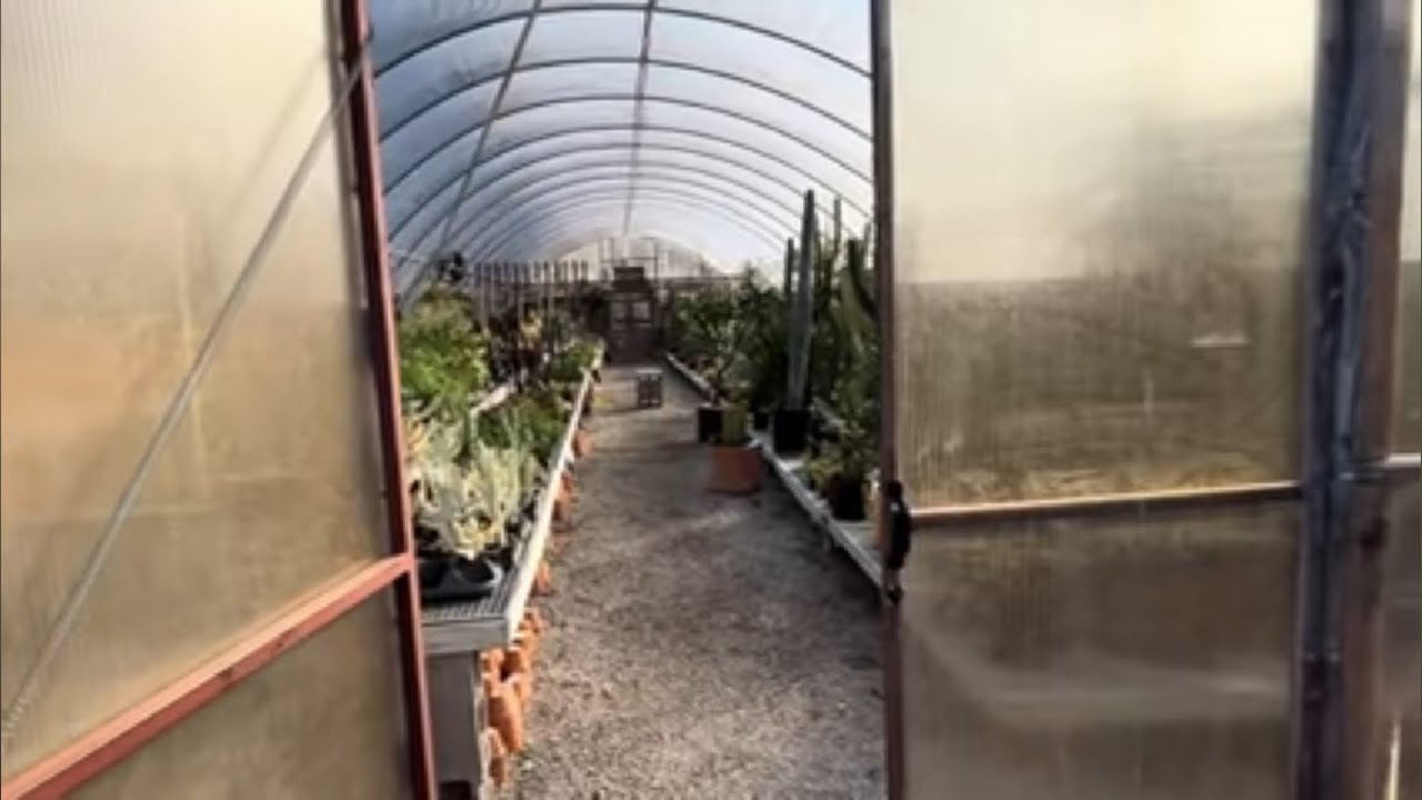 Massive Cactus & Rare Succulents for Sale | Desert Greenhouse Tour