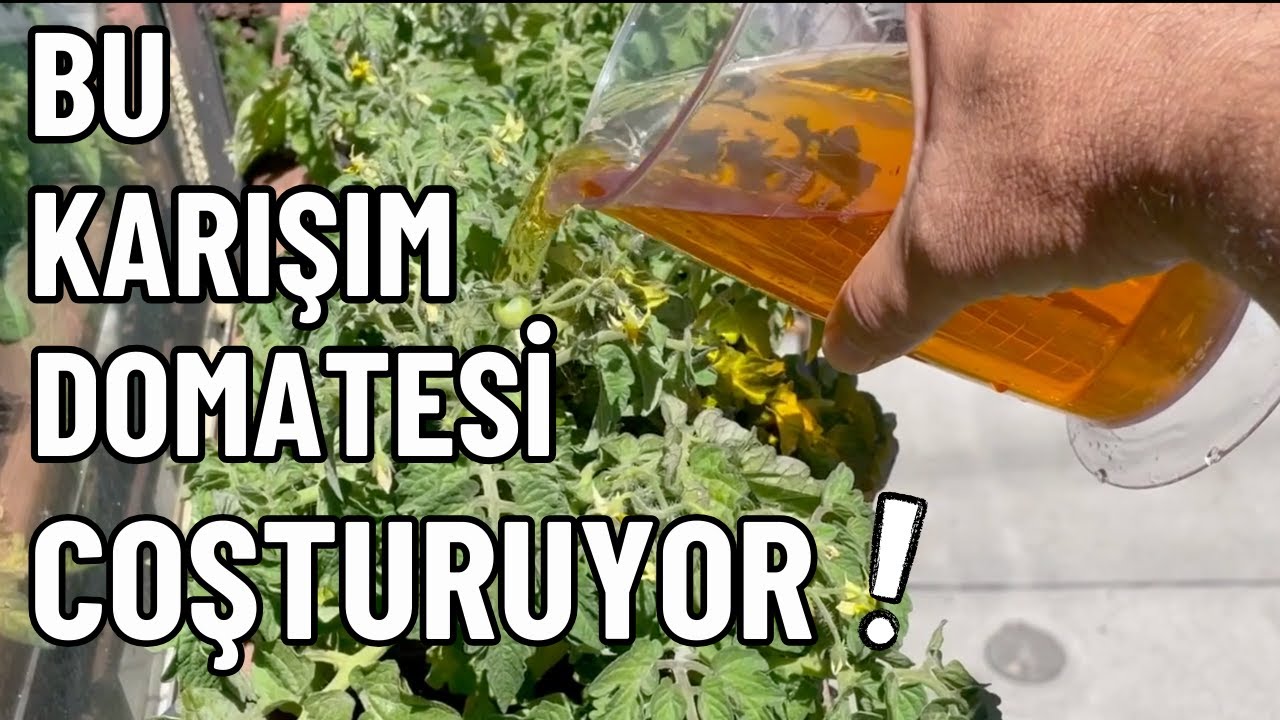 Рецепт жидкого удобрения из луковой шелухи в домашних условиях, 100% эффективный