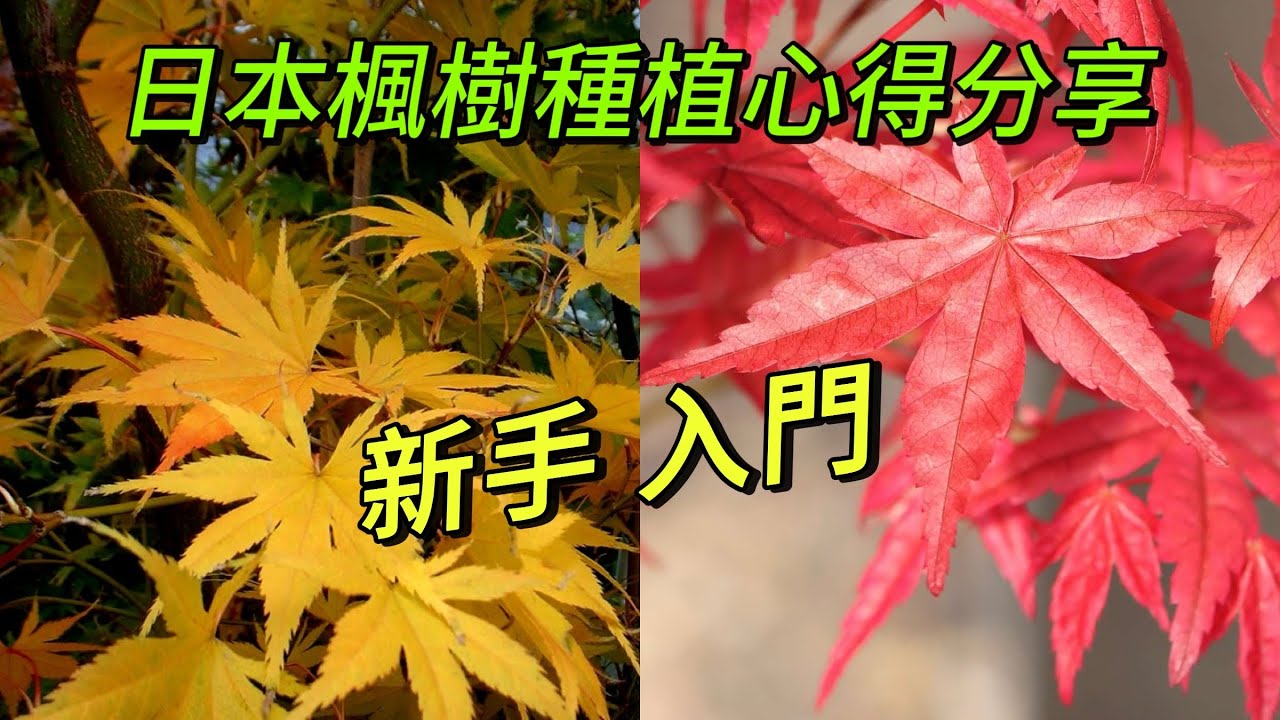 19種日本楓樹種植心得分享-新手入門#japanesemaple #plants #garden#日本楓樹