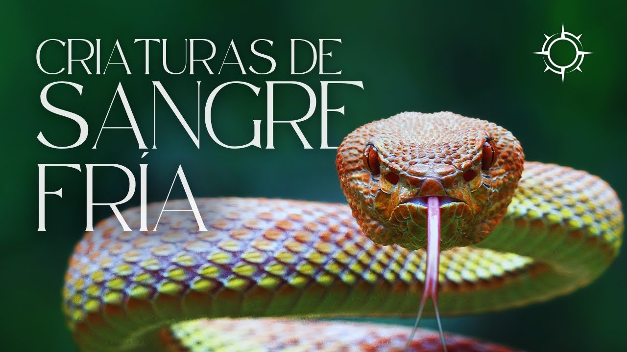¿Cómo los reptiles regulan la temperatura de su cuerpo? I Mundo Animal | Orígenes