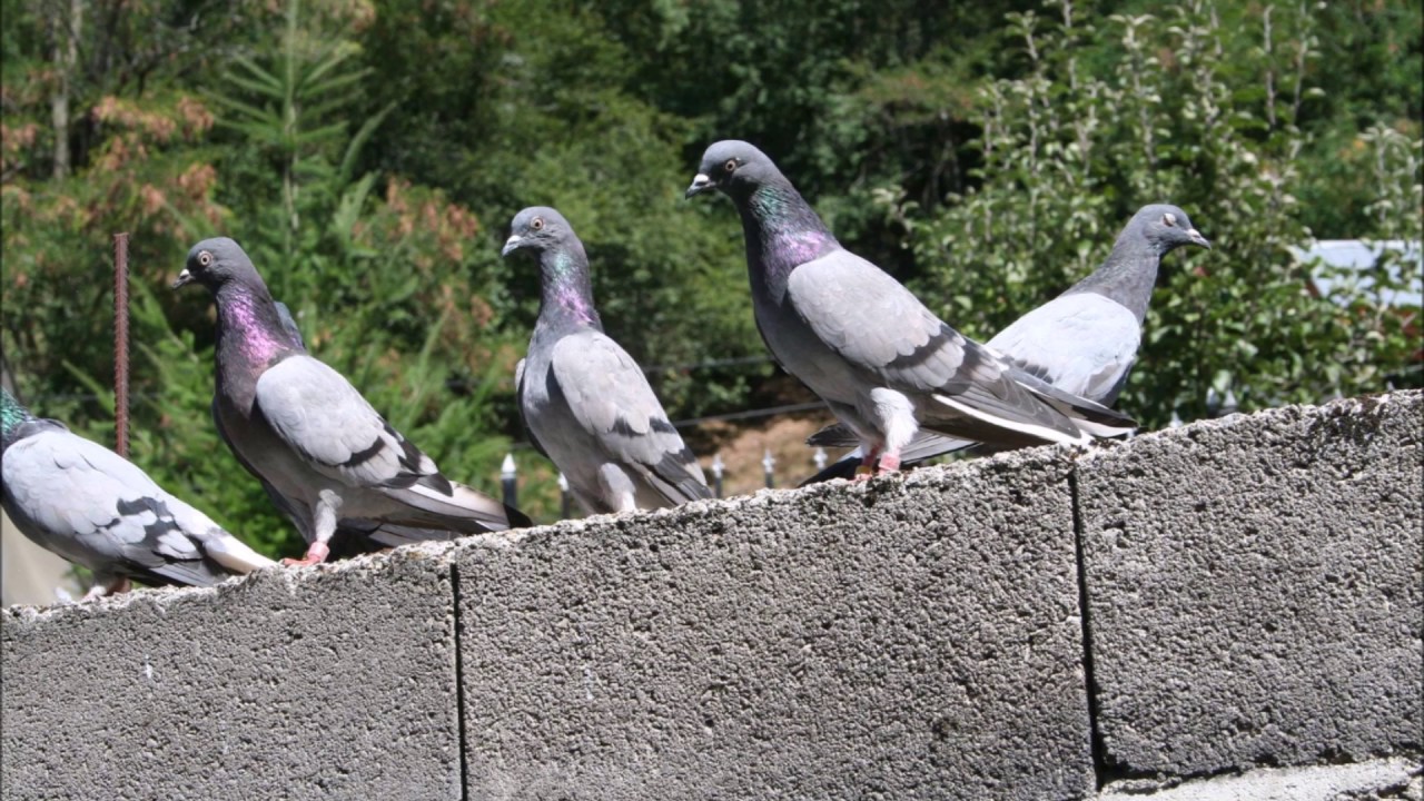 English high flyer pigeon  Tippler 2017