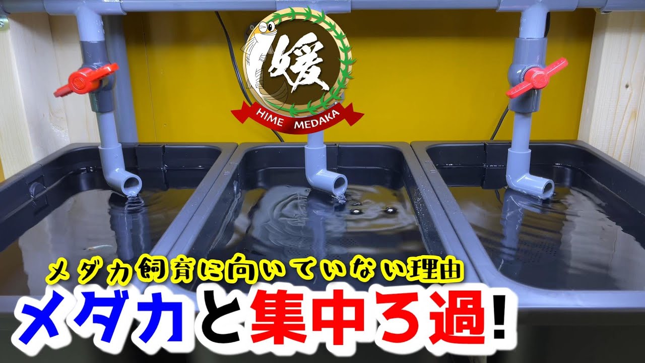 メダカと集中濾過！集中ろ過がメダカ飼育に向いていない理由【熱帯魚/アクアリウム】