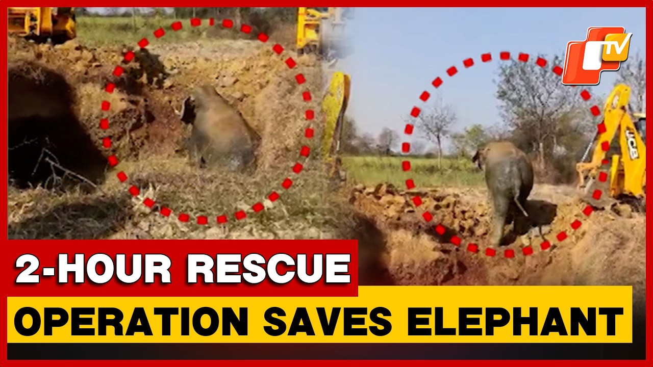 Elephant Rescued After 2-Hour Operation In Pond of Sundargarh District In Odisha