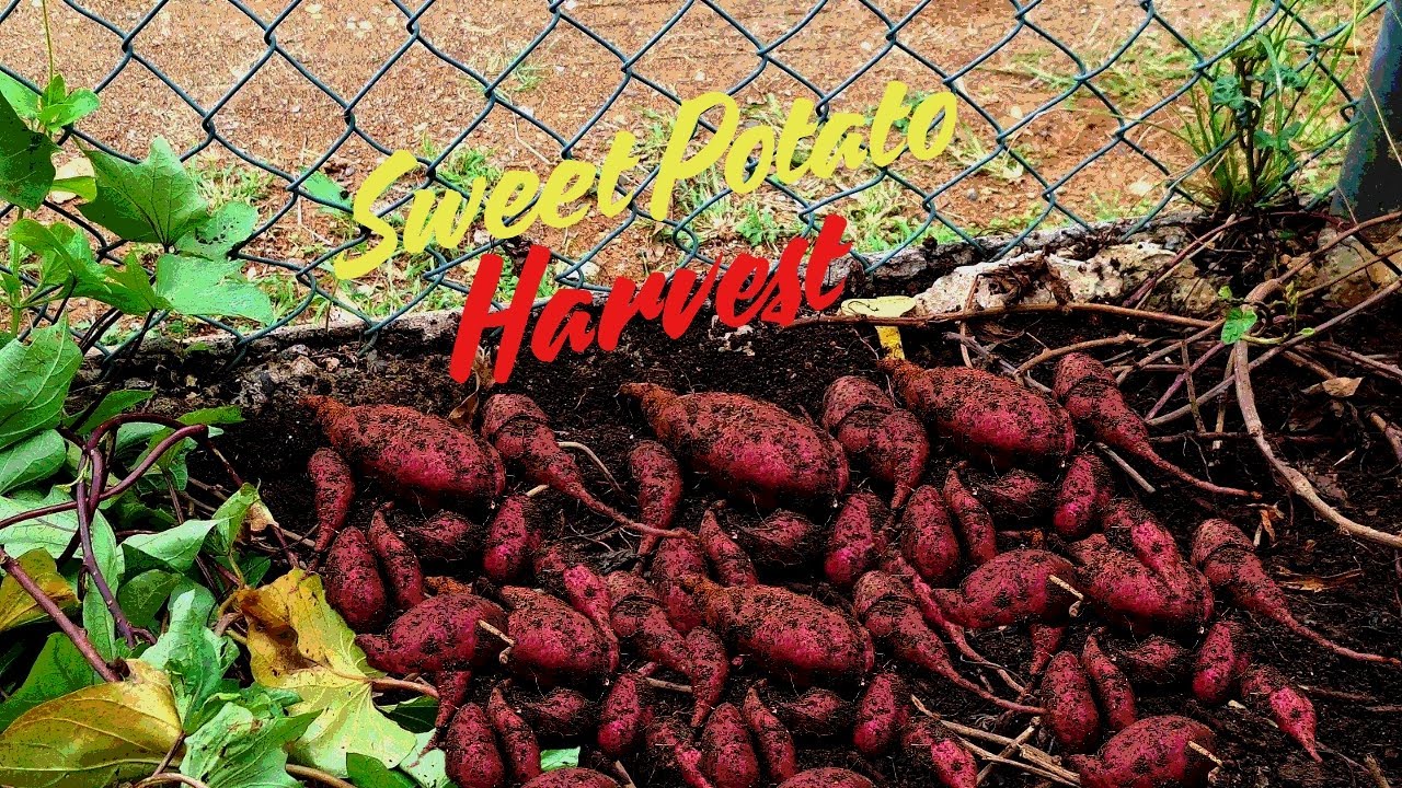 Давайте соберем урожай сладкого картофеля 🍠🍠 #выращиваемедудома 🇯🇲