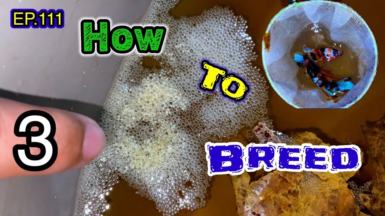 EP.111 How to breed 3. Examine the eggs and remove the father and mother fish สอนเพาะปลากัด