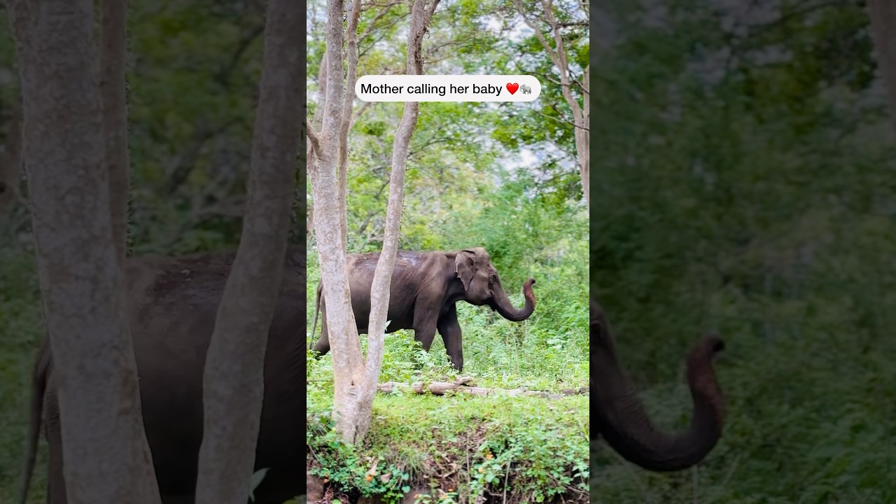 Mother elephant searching for her calf 🐘 
