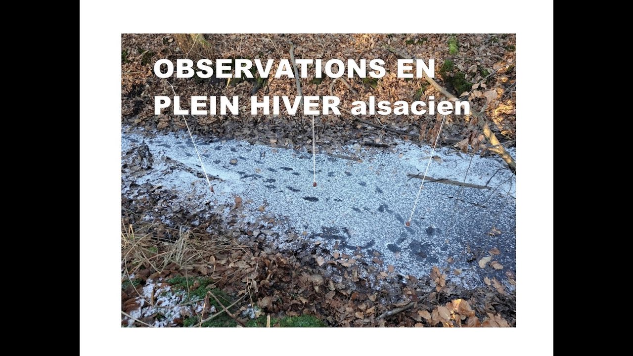 janvier 2026 observations autour de la mare gelée