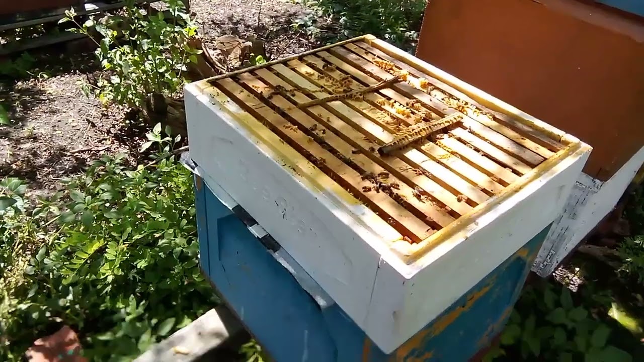 Для нарощування молодої бджоли в зиму... Після головного взятку...