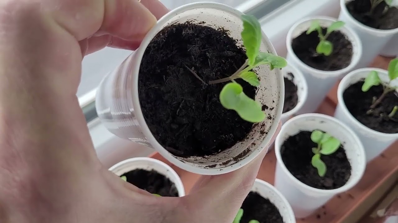 Day 25 : Windowsill growing of cauliflower seedlings in winter without grow lights. 