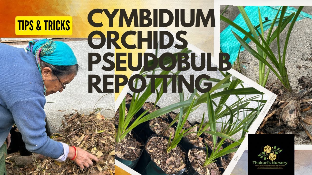 Cymbidium Pseudobulb Potting with 78 years old Ama / Gardening /Orchids/ Tutorial/ Flowers/tips