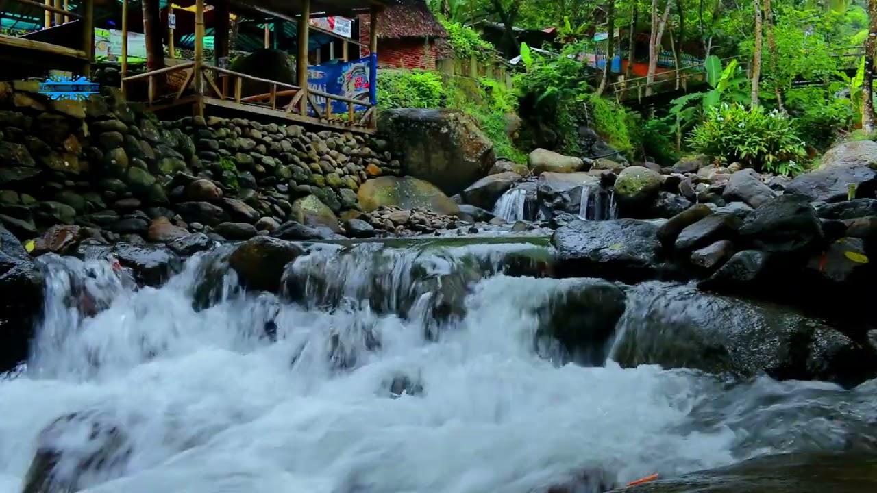 Flowing River & Birds Chirping ASMR  Peaceful Forest Nature Sounds 😌🌿