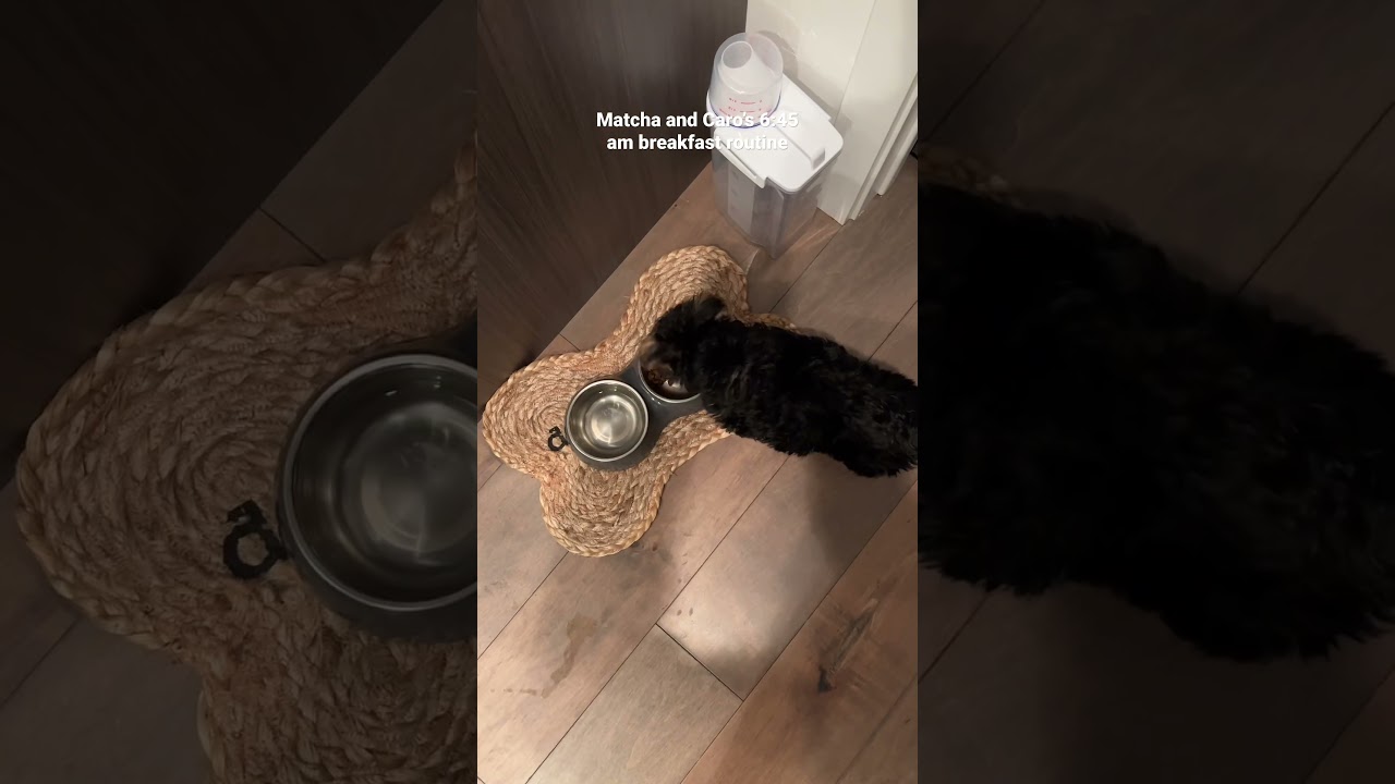 My breakfast morning routine with my sweet puppy!