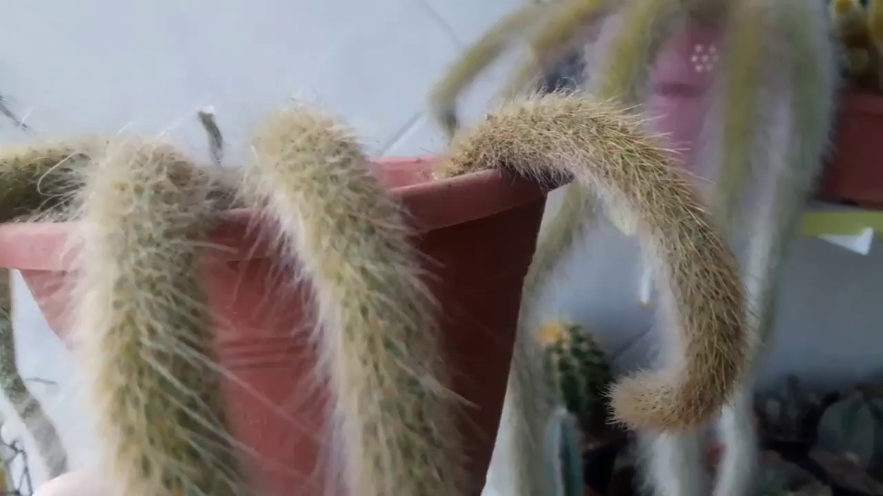 Identificando os cactos rabo de macaco, gato e rato