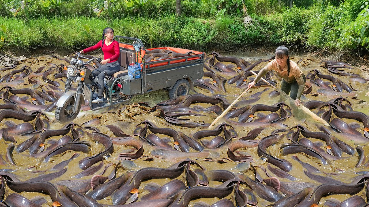 Catching Many Big Catfish In Mud Pond, Use 3-Wheeled Truck To Transport Many Big Fish Go To Sell