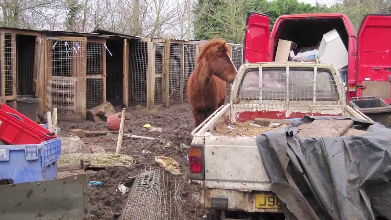 Horses rescued from Crunchies Animal Rescue Sanctuary are still recovering
