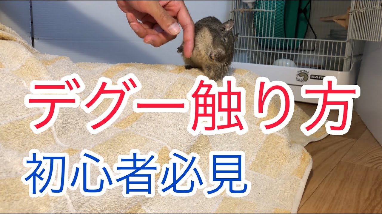 噛まれたトラウマで触るのが怖い！初心者デグーの撫で方