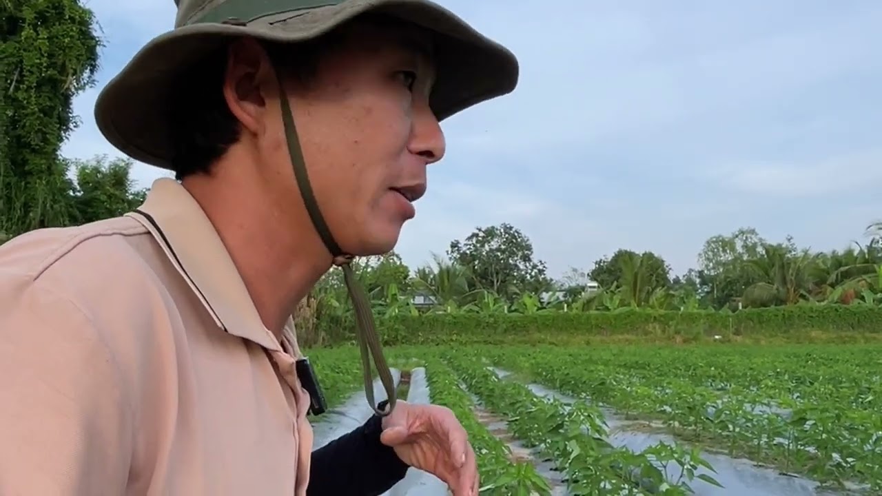 Trồng Rau Màu - Ớt 30 ngày Giai Đoạn Trẻ Ngọn Với Giá Cao Bà Con Đan Khuấn Khởi 