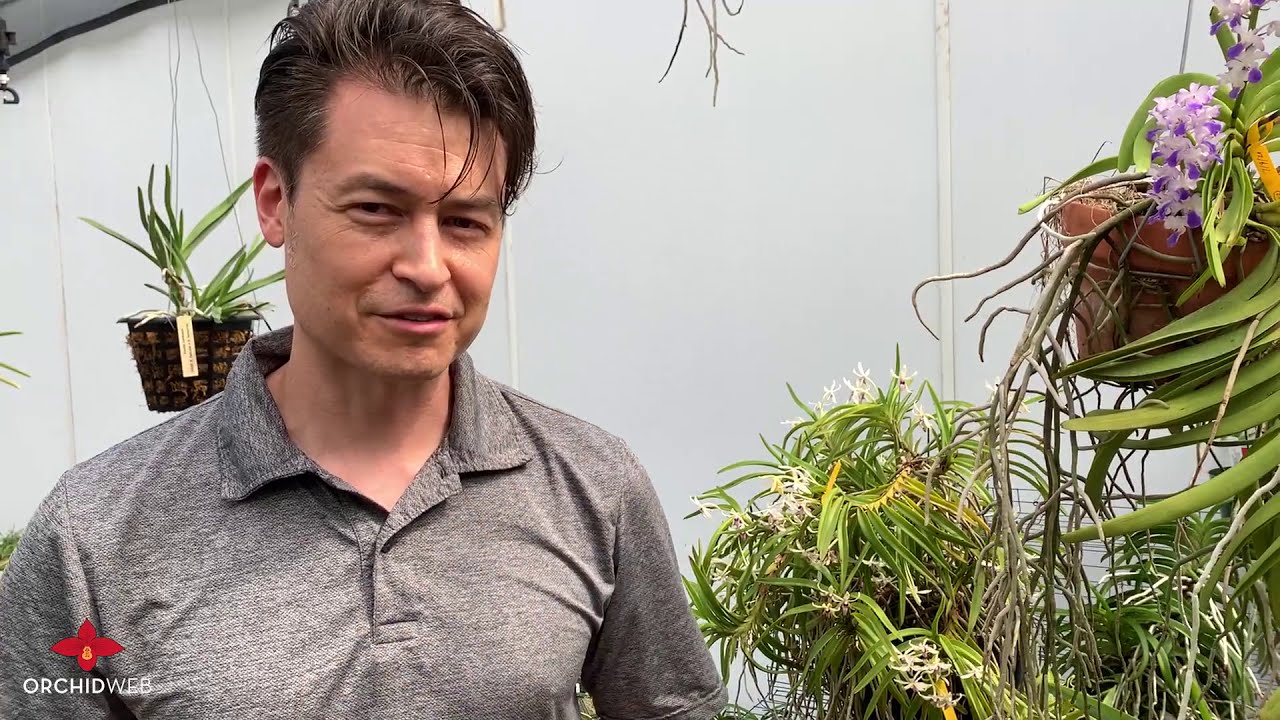 OrchidWeb - Jason Fischer goes through some of his Neofinetia collection (July 2020)
