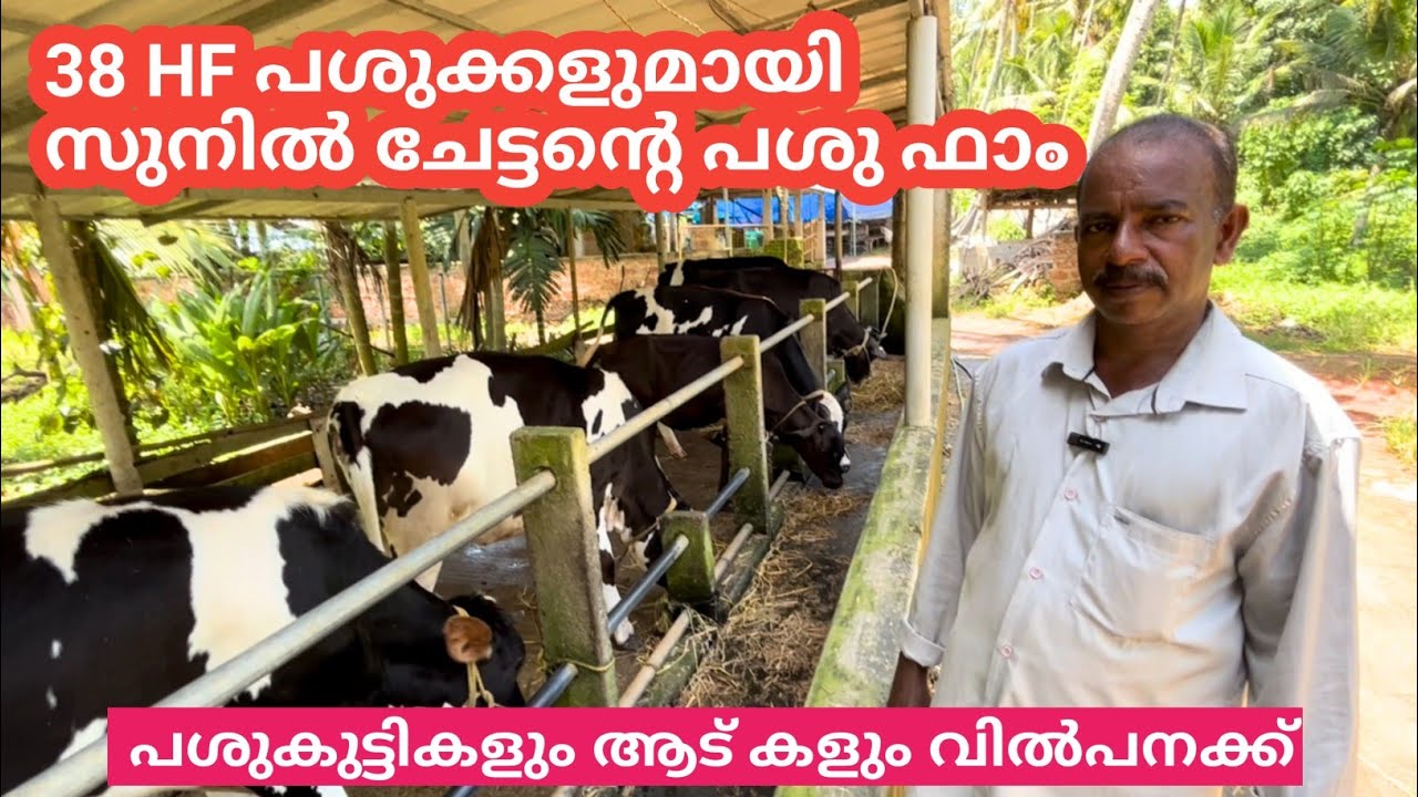 38 പശുക്കളുമായി സുനിൽ ചേട്ടന്റെ പശു ഫാം l പശുകുട്ടികളെ ഇവിടെ നിന്നും വാങ്ങാം
