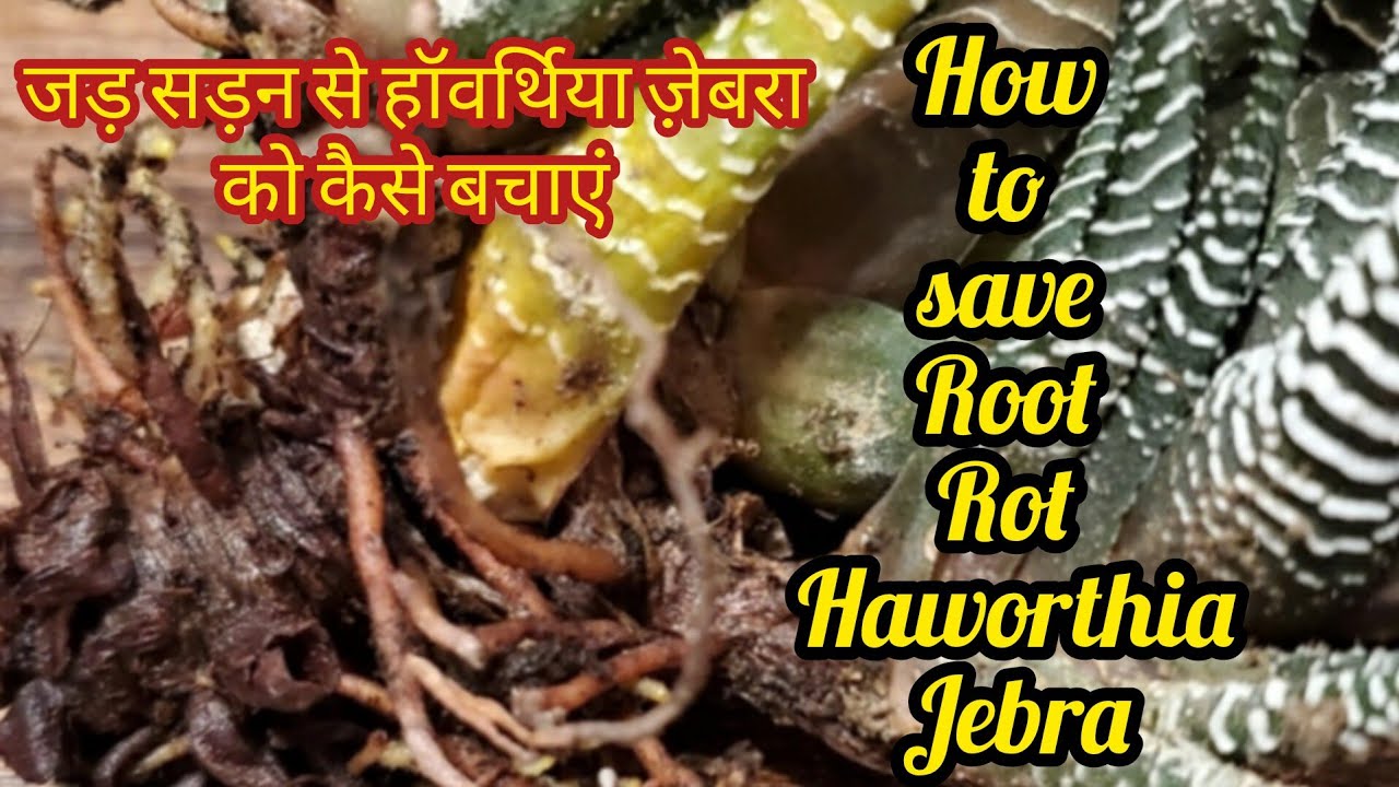 🧿How to save Root Rot Haworthia Jebra Plant ll जड़ सड़न से हॉवर्थिया ज़ेबरा को कैसे बचाएं #succulent