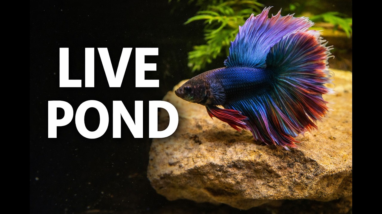 LIVE Indoor Fish Pond &bull; Real Water Sounds &bull; Betta Fish &bull; Sleep / Study Relaxation