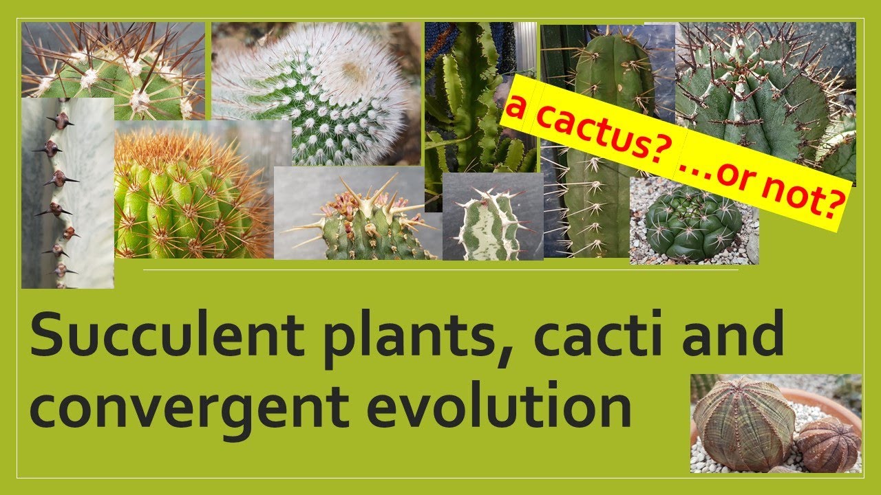 CACTUS or EUPHORBIA? Amazing Convergent Evolution of Succulent Plants #cactus #euphorbia #plants