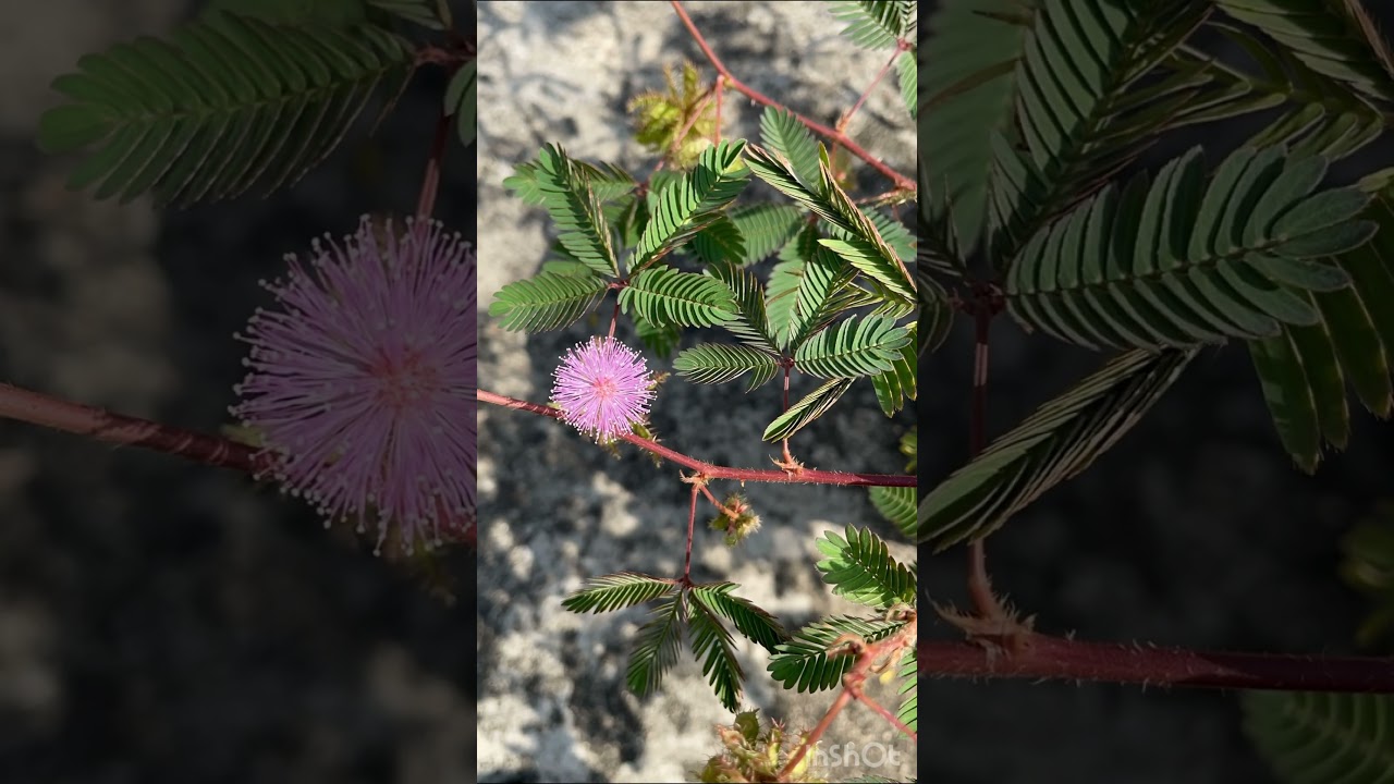 Touch me not plant (Mimosa pudica) time lapse #gardening #urbangardening #flowers #goodmorning