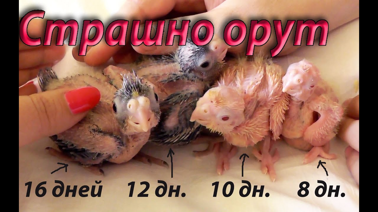 Когда можно брать на руки птенцов попугаев Когда трогать  Страшно орут