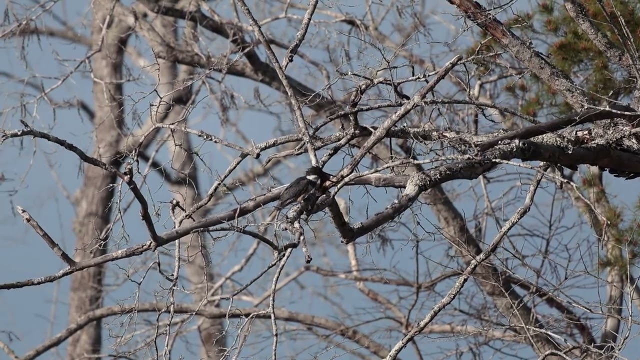 Local Kingfisher