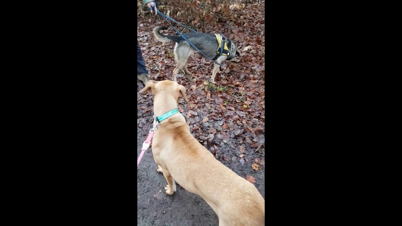 Körpersprache der Hunde Teil 1.1