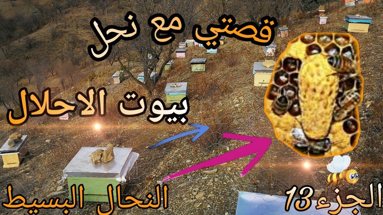 كيفية إستفدت من بيوت الاحلال 🐝🐝🐝🐝