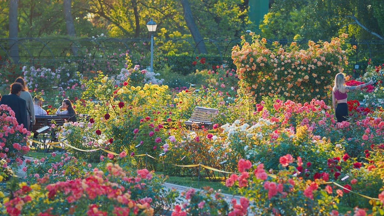 69 Concurso Internacional Rosas nuevas Villa de Madrid - 2025