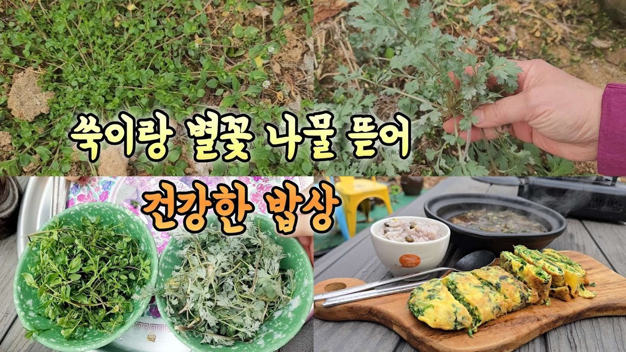 들나물 생활 시작입니다 쑥이랑 별꽃 뜯어 요리합니다 건강한 한끼