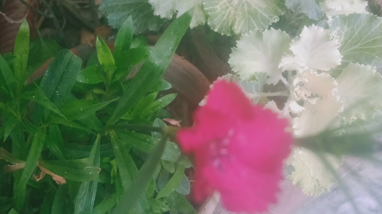 Gardening. Flowers. Plants bonsai