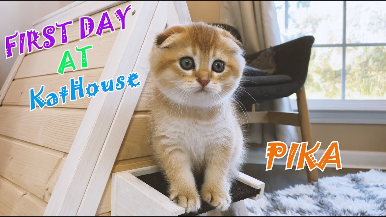 New Scottish Fold Kitten | PIKA's First Day at KatHouse [4K]