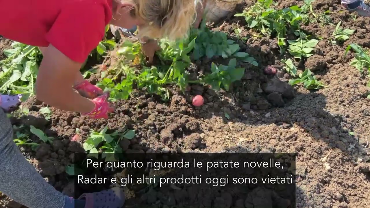 Maska ammendante vegetale biologico a protezione della patata contro ferretto e lumache