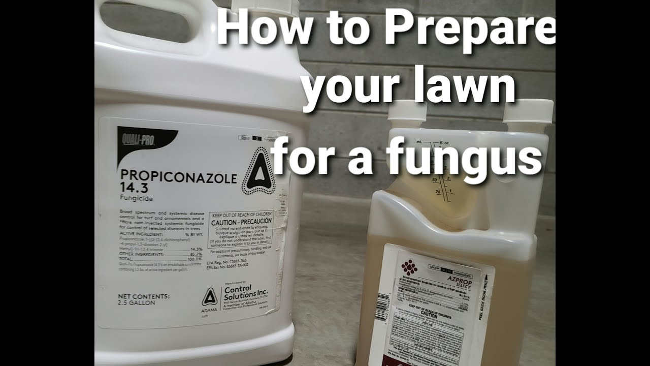 How to Prepare your lawn for a fungus
