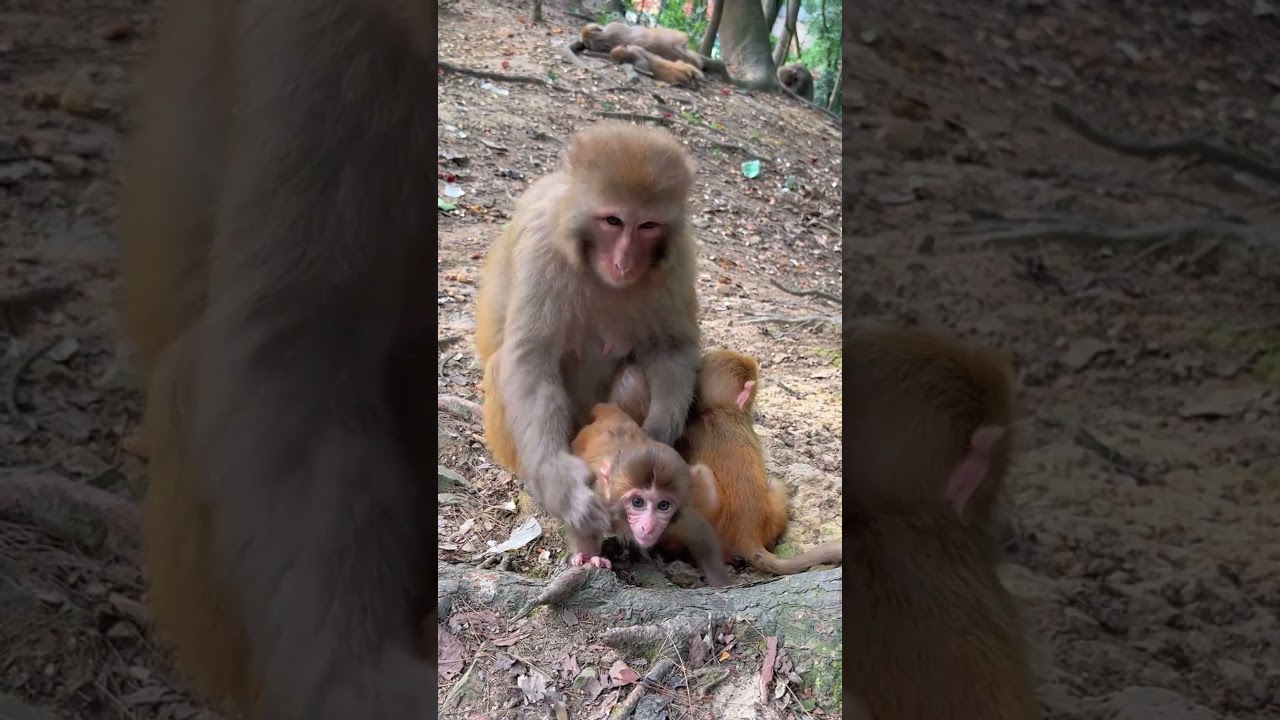 What&rsquo;s Going On Here?#MonkeyMoments #WildlifeBehavior #FunnyAnimals #NatureScenes