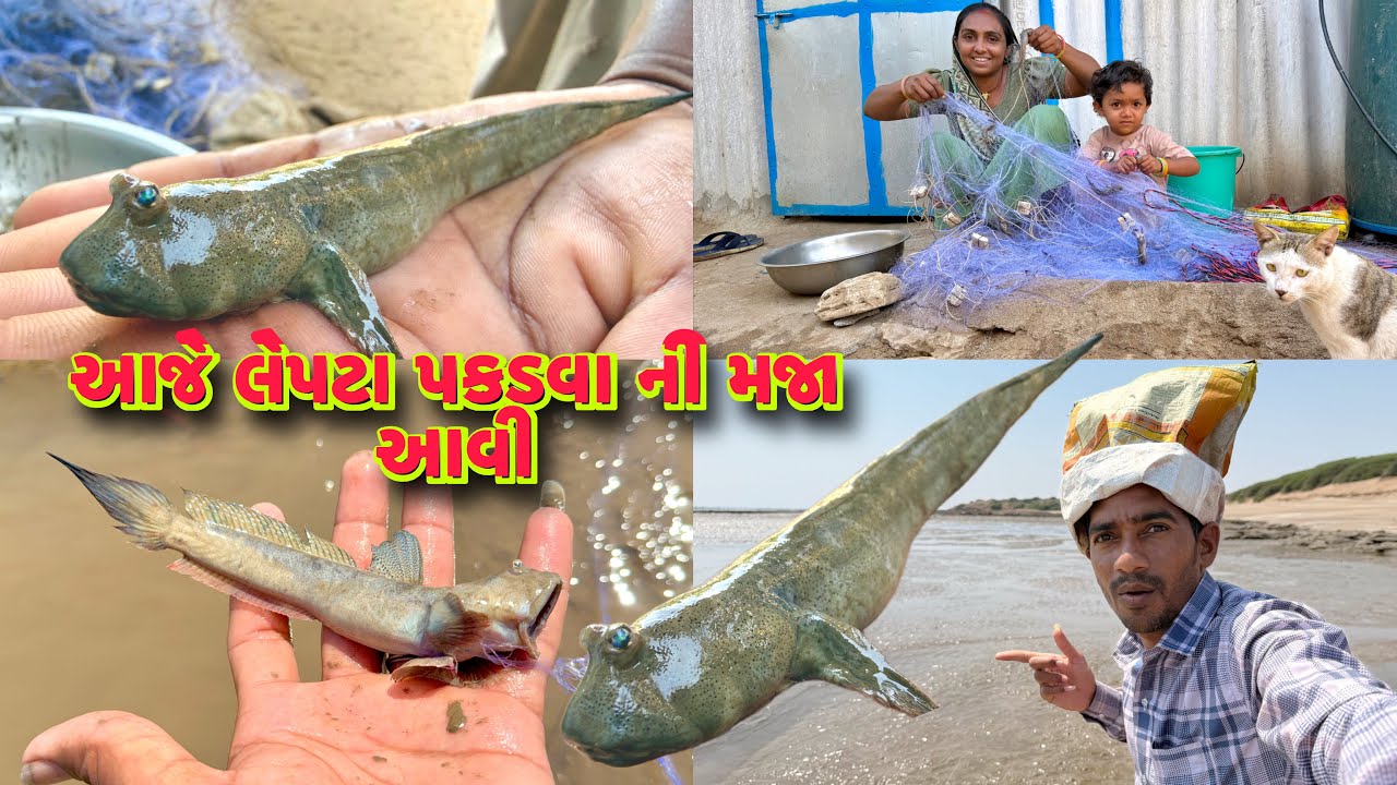 આજે મોટા લેપટા પકડયા🦈lepta fishing 🎣 dariyai khedut