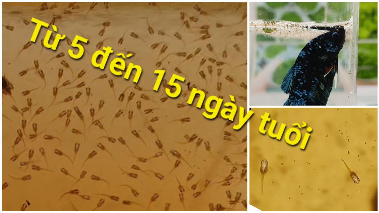 Cách ép cá Betta: nuôi cá bột từ 5 đến 15 ngày tuổi (Phần 3)
