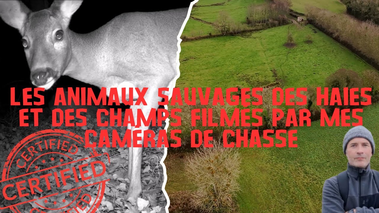 Les animaux sauvages des haies et des champs filmés par mes caméras de chasse.